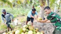 Kopda Dede dan Warga Tamban Bangun: Gotong Royong di Balik Tumpukan Kelapa Muda