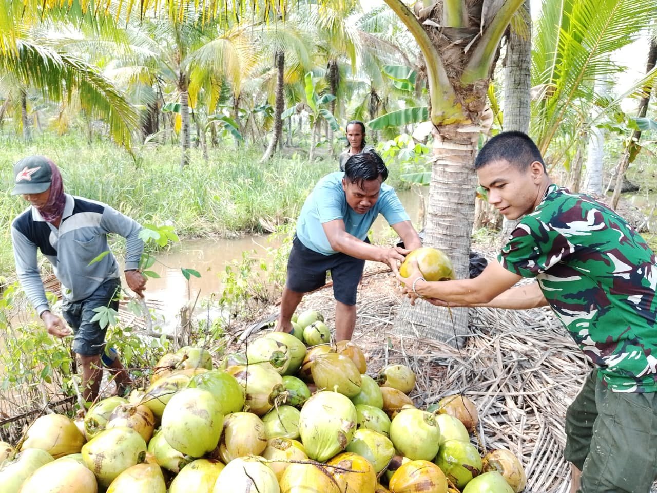 Kopda Dede dan Warga Tamban Bangun: Gotong Royong di Balik Tumpukan Kelapa Muda