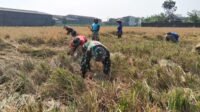 Kehadiran TNI Ringankan Panen di Desa Parangjoro Kehadiran TNI Ringankan Panen di Desa Parangjoro