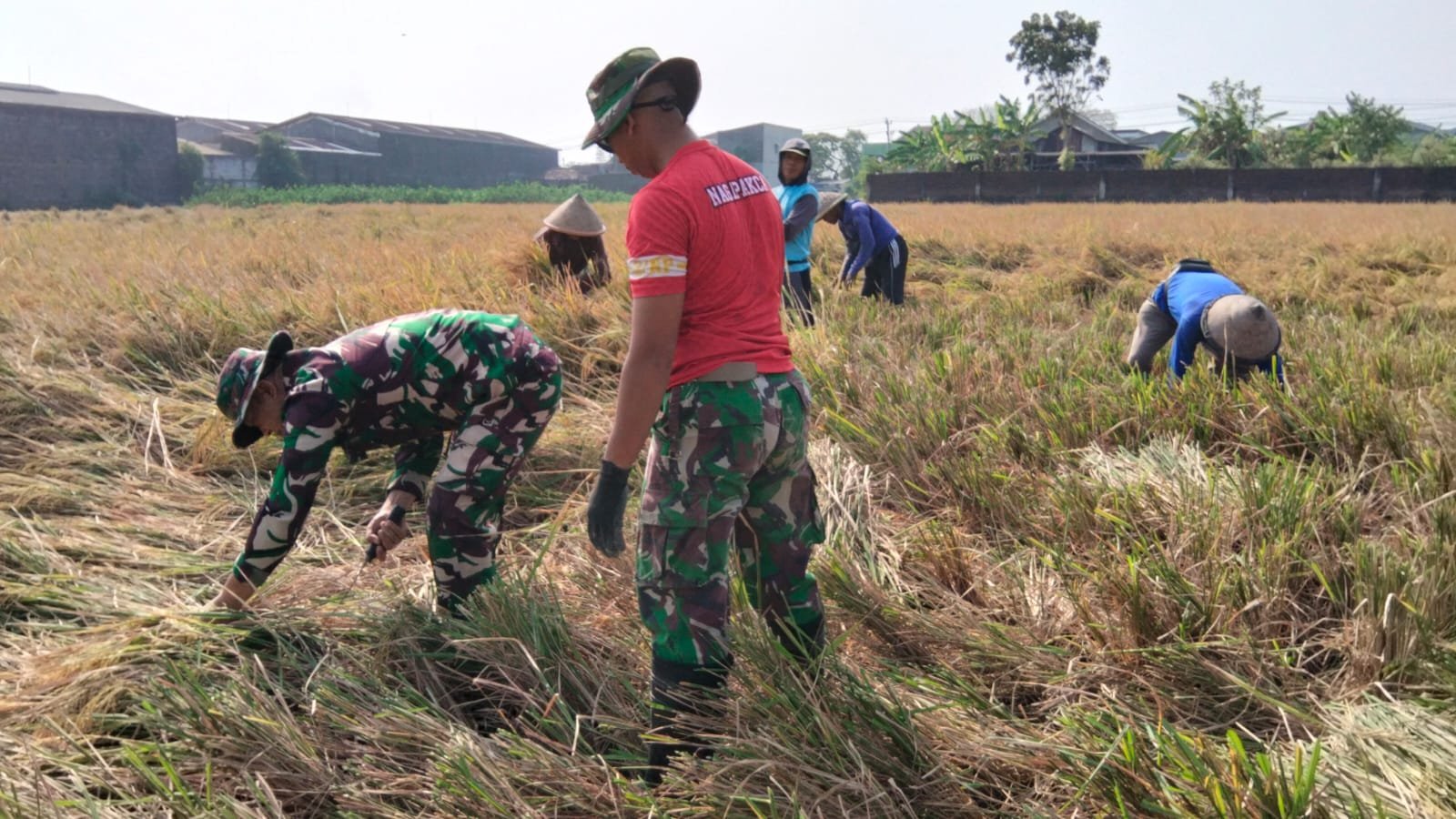 Sawah Parangjoro Jadi Tempat Bercengkerama TNI dan Petani Saat Panen