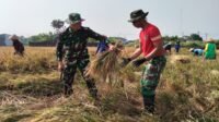Percepatan panen di Parangjoro berkat bantuan Satgas TMMD Percepatan panen di Parangjoro berkat bantuan Satgas TMMD