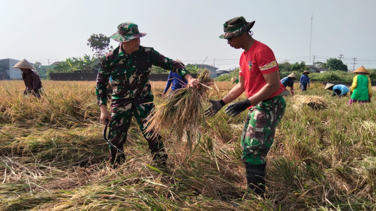 Percepatan panen di Parangjoro berkat bantuan Satgas TMMD