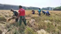 Panen di Parangjoro: Satgas TMMD Bekerja Sampingan dengan Warga