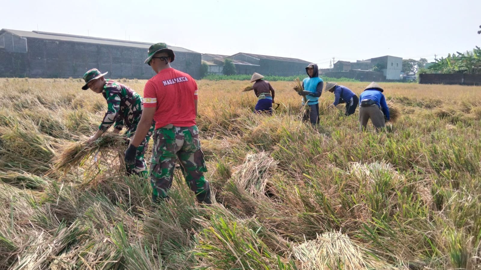 Panen di Parangjoro: Satgas TMMD Bekerja Sampingan dengan Warga