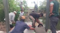 Lantai Jembatan Dipasang, Pekerjaan di Tadang Palie Terus Berlanjut Lantai Jembatan Dipasang, Pekerjaan di Tadang Palie Terus Berlanjut