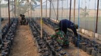 Prajurit TMMD dan Petani Kolaborasi Kembangkan Hidroponik Melon Prajurit TMMD dan Petani Kolaborasi Kembangkan Hidroponik Melon