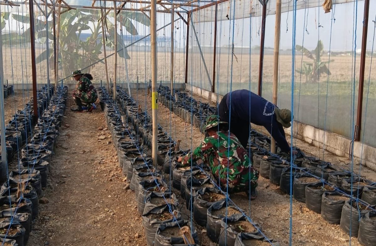 Prajurit TMMD dan Petani Kolaborasi Kembangkan Hidroponik Melon