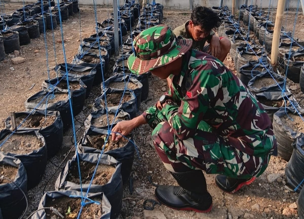 Inisiatif Hidroponik Satgas TMMD untuk Petani Parangjoro