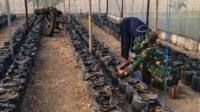 Belajar Hidroponik di TMMD: Anggota Satgas Jadi Murid Petani Belajar Hidroponik di TMMD: Anggota Satgas Jadi Murid Petani