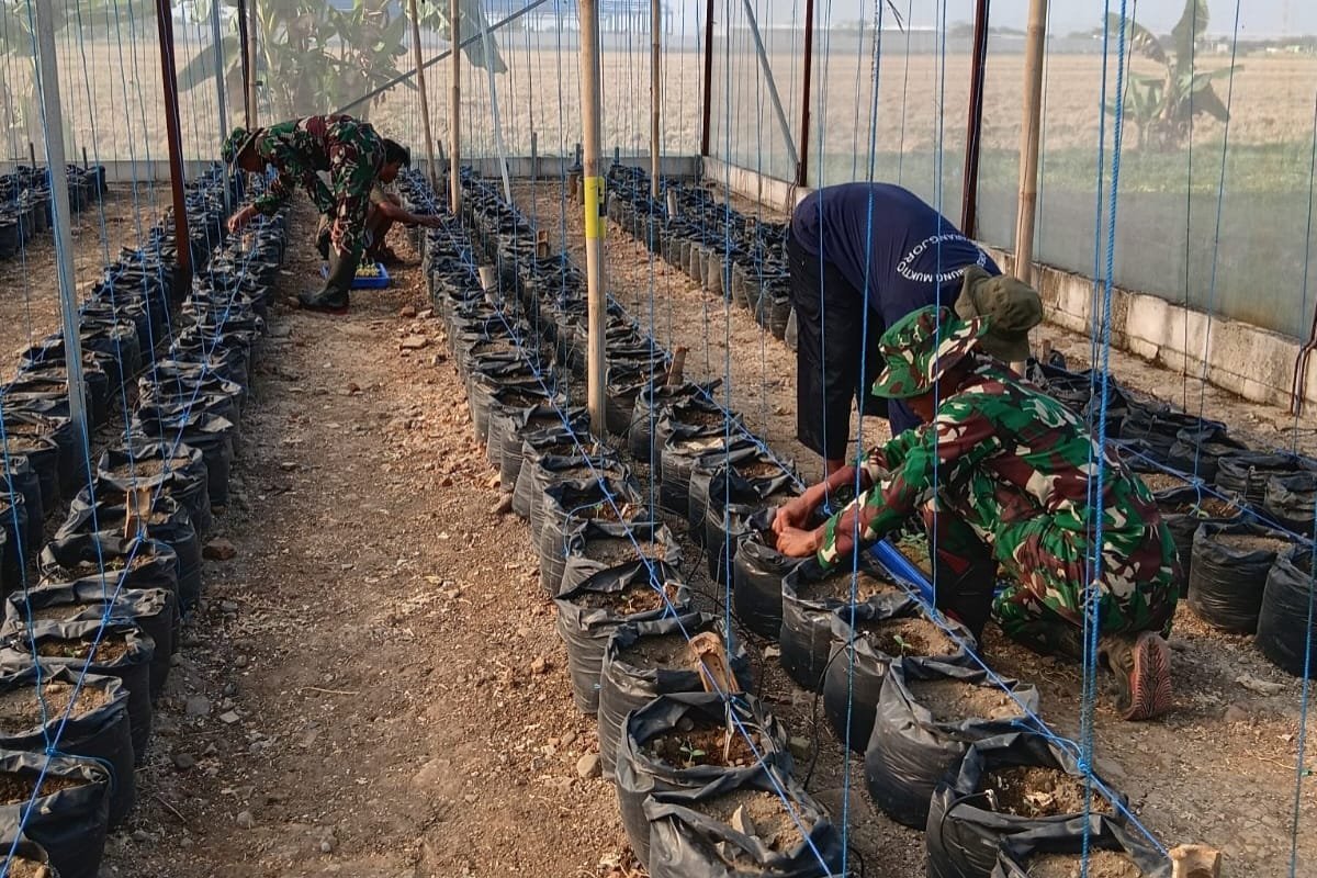 Belajar Hidroponik di TMMD: Anggota Satgas Jadi Murid Petani
