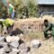 Gotong Royong Wujudkan Talud Pelindung Sawah di Parangjoro