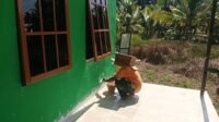 Sentuhan Akhir di Mushola Darul Istiqomah: TMMD Ke-129 Rampungkan Rehabilitasi Sentuhan Akhir di Mushola Darul Istiqomah: TMMD Ke-129 Rampungkan Rehabilitasi