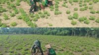 Pendampingan Serka Islani di Keudai Suwa Awe Tingkatkan Perawatan Kacang Tanah Pendampingan Serka Islani di Keudai Suwa Awe Tingkatkan Perawatan Kacang Tanah