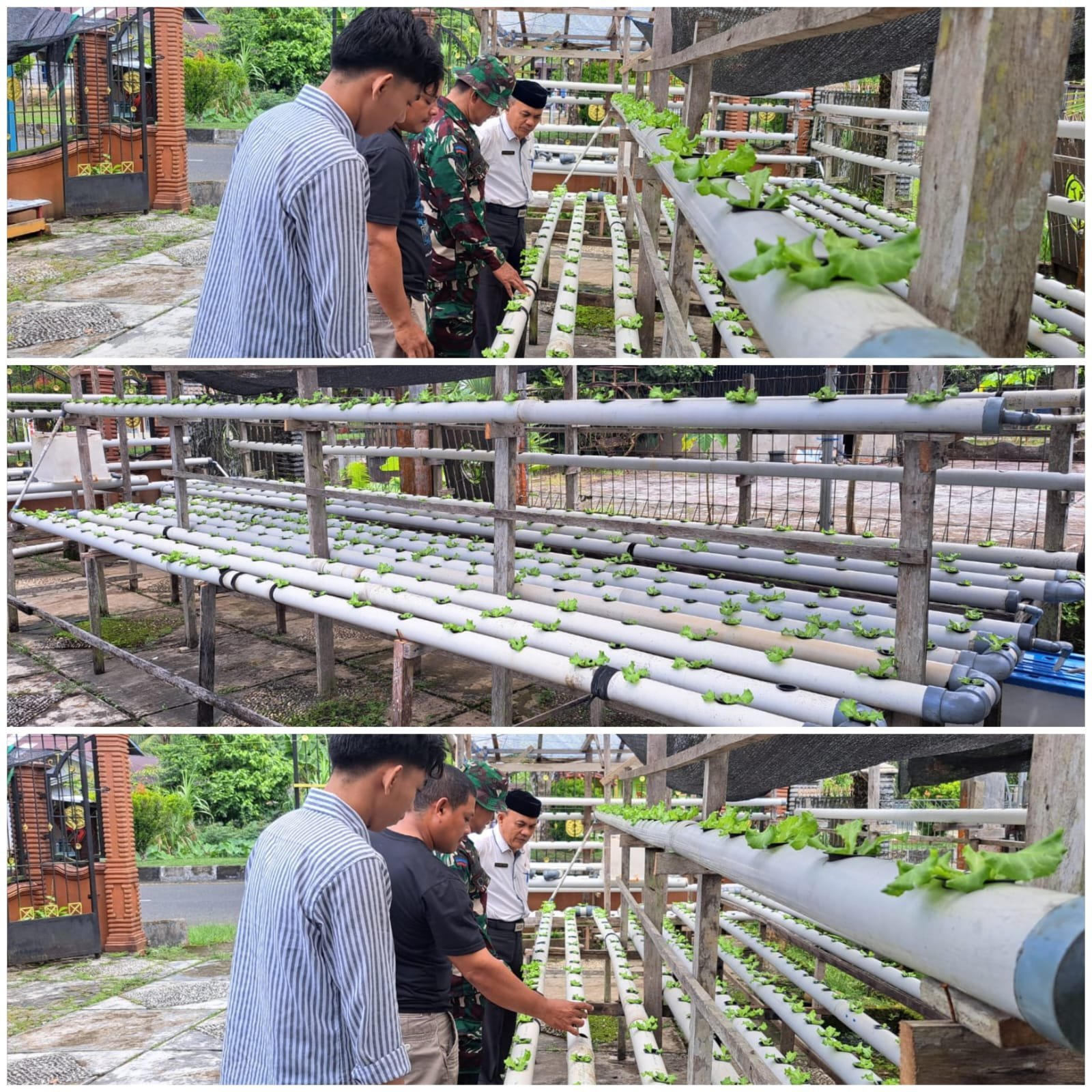 Halaman Rumah Diubah Jadi Kebun Hidroponik, Warga Simeulue Panen Manfaat