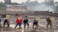 Gerakan Tanam Serempak di Sepaso: 10 Ha Siap Tanam dari Total 14,5 Ha, Varietas Mikongga Dipakai
