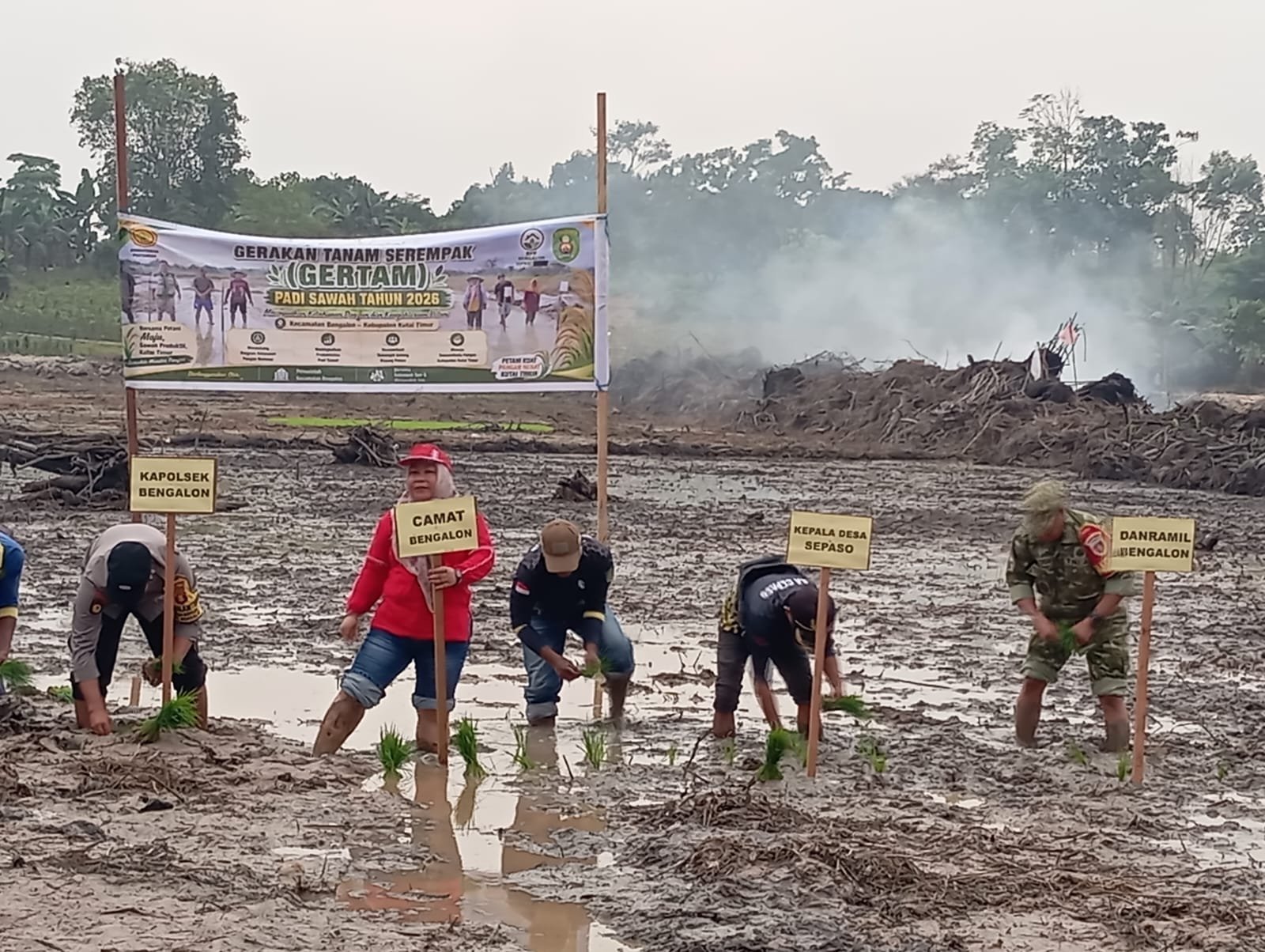Gerakan Tanam Serempak di Sepaso: 10 Ha Siap Tanam dari Total 14,5 Ha, Varietas Mikongga Dipakai