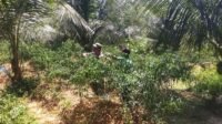 Sertu Liston Dampingi Petani Cabai di Desa Tunas Harapan, Pantau Hama dan Penyakit Sertu Liston Dampingi Petani Cabai di Desa Tunas Harapan, Pantau Hama dan Penyakit
