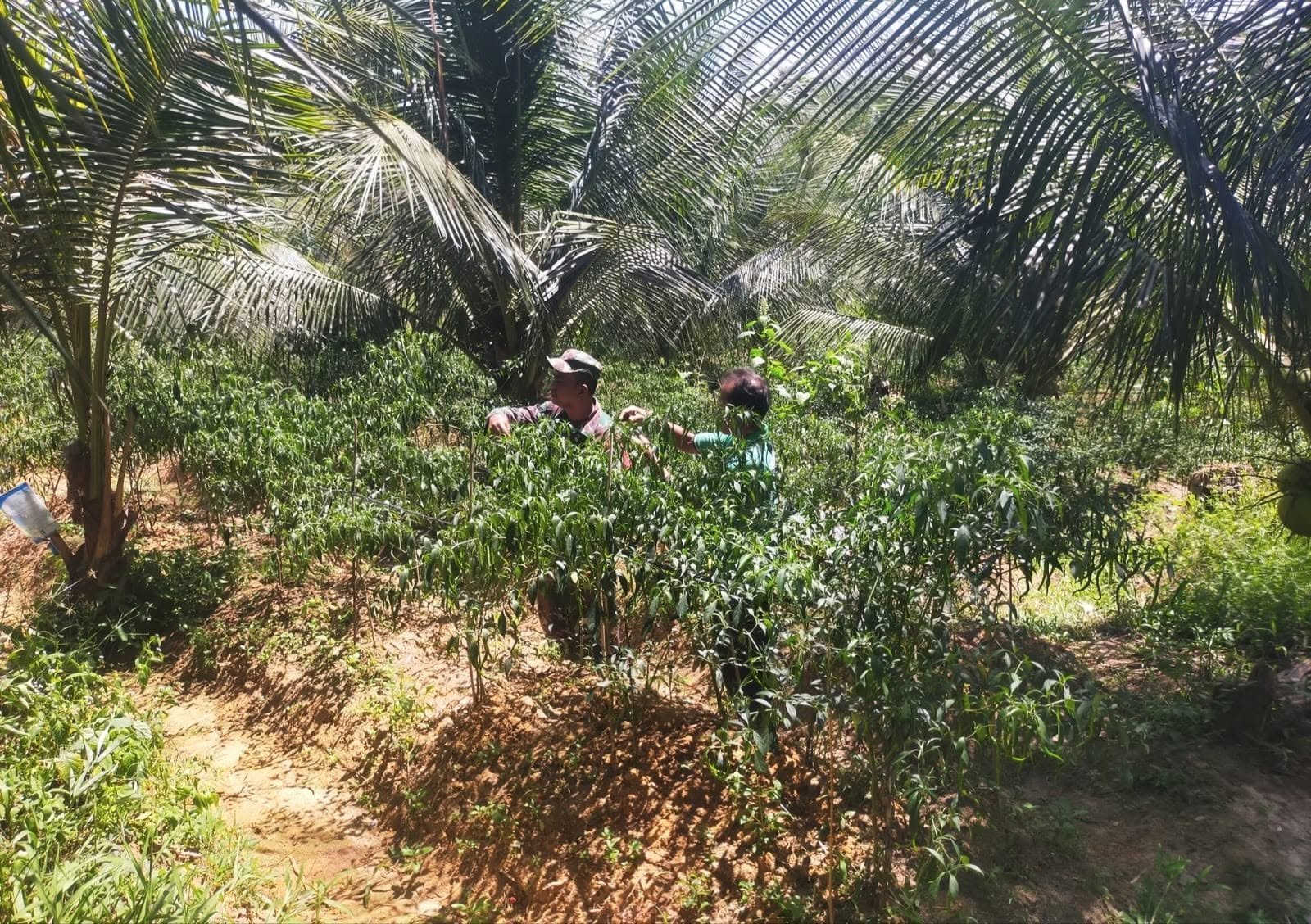 Sertu Liston Dampingi Petani Cabai di Desa Tunas Harapan, Pantau Hama dan Penyakit