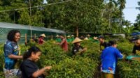 Yonif TP 859/RBK Panen Bersama Masyarakat Hadirkan Senyum Bahagia Dan Manfaat Untuk Dapur Mama Kab. Supiori