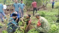 Kodim 0107/Aceh Selatan Lakukan Penghijauan dan Restorasi Mangrove Jelang HUT TNI