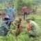 Kodim 0107/Aceh Selatan Lakukan Penghijauan dan Restorasi Mangrove Jelang HUT TNI