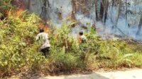 Petugas Gabungan Kendalikan Karhutla Seluas Setengah Hektare di Kutai Timur Petugas Gabungan Kendalikan Karhutla Seluas Setengah Hektare di Kutai Timur