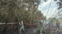 Trantang Tapin Utara Dilalap Api, 1,5 Hektare Lahan Terbakar Trantang Tapin Utara Dilalap Api, 1,5 Hektare Lahan Terbakar