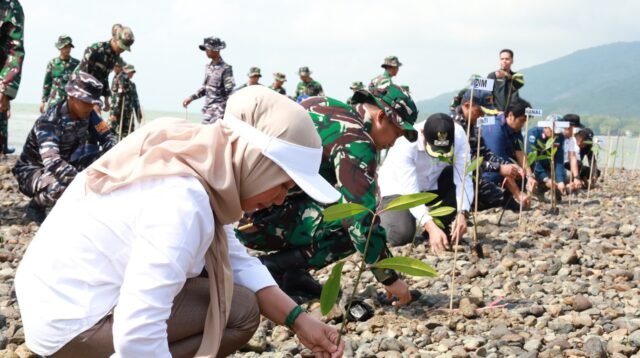 Aksi Hijau Kodim 1004/Kotabaru: Tanam Mangrove Jelang HUT TNI ke-81