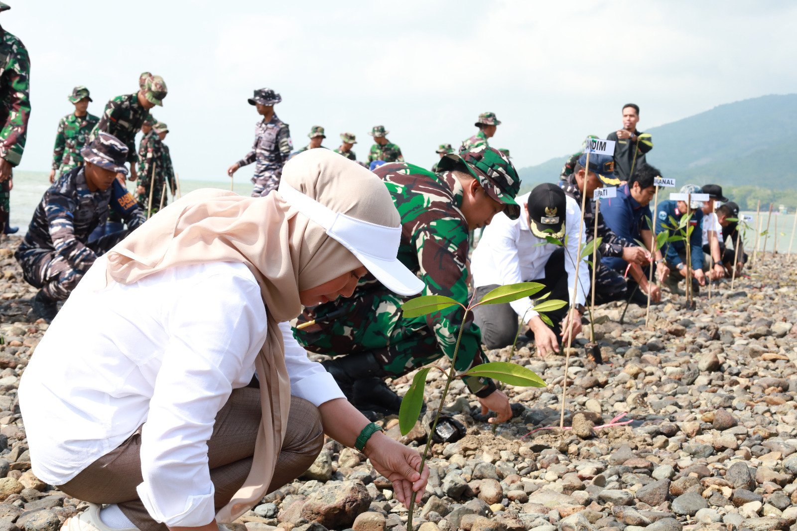Aksi Hijau Kodim 1004/Kotabaru: Tanam Mangrove Jelang HUT TNI ke-81