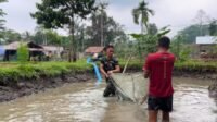 Panen Lele, Prajurit Yonif TP 859/RBK Langkah Nyata Menuju Kemandirian Pangan Di Kab. Supiori