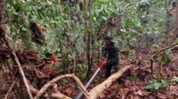 Kodim 1203/Ketapang dan Jajaran Terus Lakukan Penanganan Karhutla Kodim 1203/Ketapang dan Jajaran Terus Lakukan Penanganan Karhutla