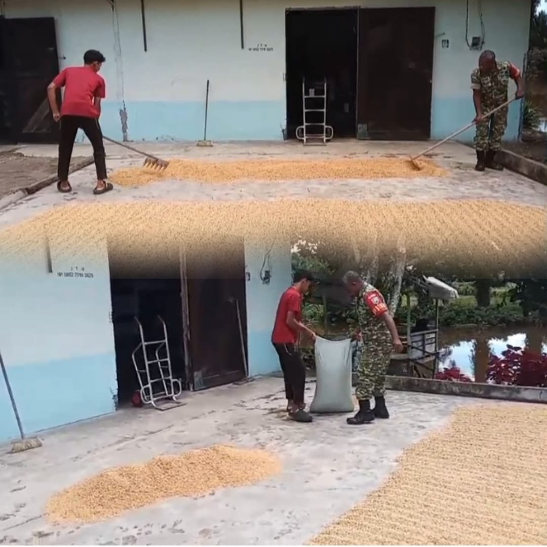 Dari Mengangkat hingga Menata Padi, Babinsa Ujong Nga Ringankan Pekerjaan Warga