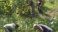 Cek Kondisi Tanaman di Kebun, Babinsa Samatiga Bantu Petani Kenali Kendala Budidaya Cek Kondisi Tanaman di Kebun, Babinsa Samatiga Bantu Petani Kenali Kendala Budidaya