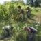 Cek Kondisi Tanaman di Kebun, Babinsa Samatiga Bantu Petani Kenali Kendala Budidaya