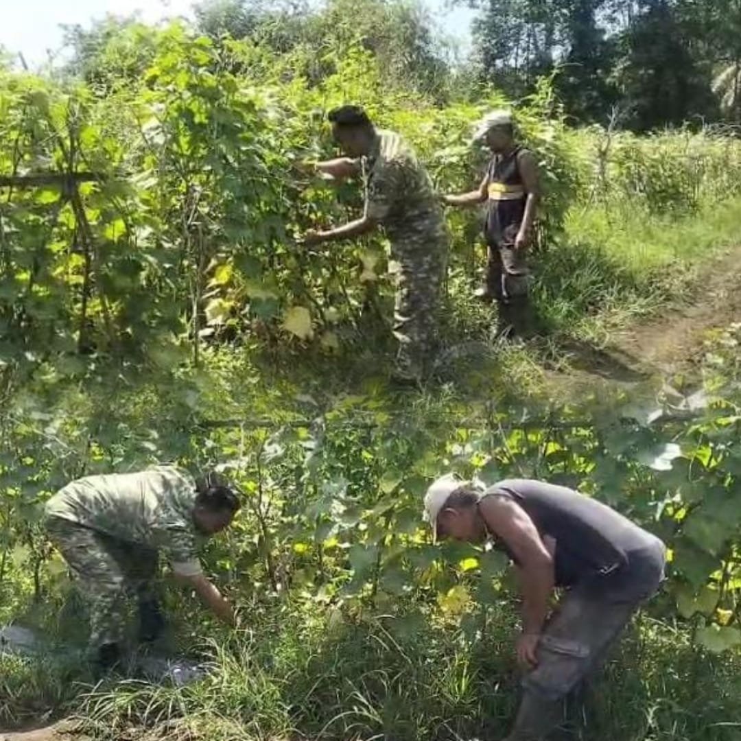 Cek Kondisi Tanaman di Kebun, Babinsa Samatiga Bantu Petani Kenali Kendala Budidaya