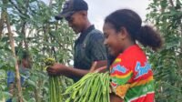 Dari Lahan Menjadi Senyum Harapan! Yonif TP 859/RBK dan Masyarakat Panen Bersama Lewat Program PERMATA