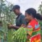 Dari Lahan Menjadi Senyum Harapan! Yonif TP 859/RBK dan Masyarakat Panen Bersama Lewat Program PERMATA