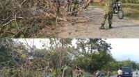 Pohon Tumbang Hambat Aktivitas Warga, Posramil Pante Ceureumen Lakukan Pembersihan Jalan
