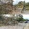 Pohon Tumbang Hambat Aktivitas Warga, Posramil Pante Ceureumen Lakukan Pembersihan Jalan