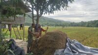 Koramil 03/Setia Bakti Dukung Kelancaran Panen Padi di Wilayah Binaan Koramil 03/Setia Bakti Dukung Kelancaran Panen Padi di Wilayah Binaan