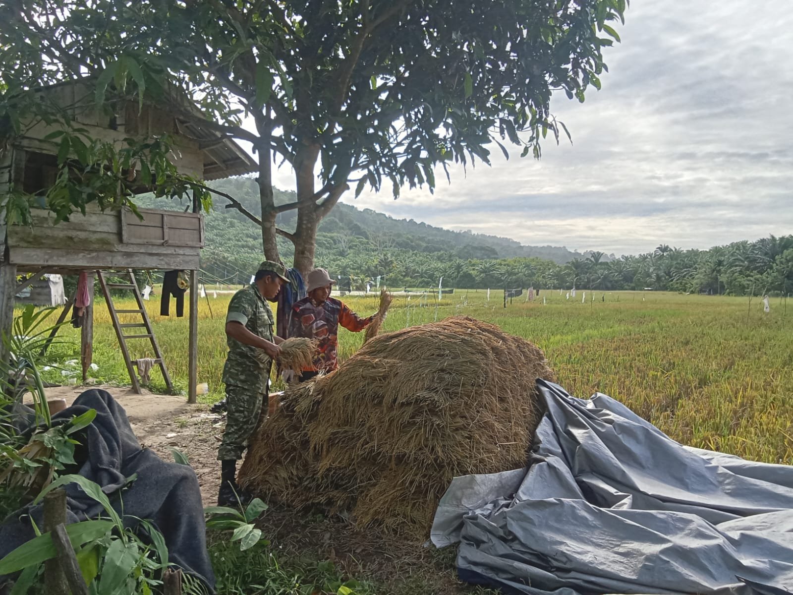 Koramil 03/Setia Bakti Dukung Kelancaran Panen Padi di Wilayah Binaan